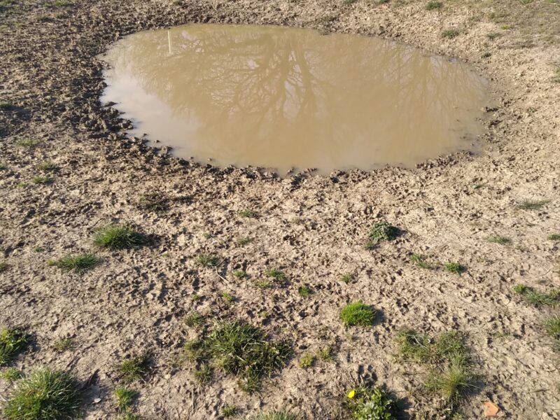 A muddy pond with bare banks worn down by many pawprints