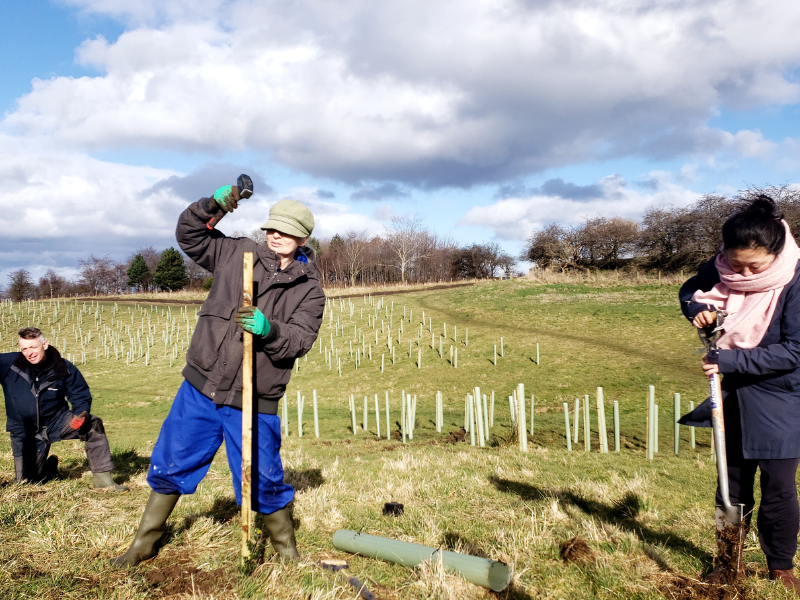 Three volunteers wrapped up in winter clothes are planting trees in bright sunshine in a large grassy field. There are hundreds of newly planted trees behind them.