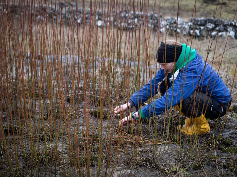 A person crouching working amongst young willow plantings