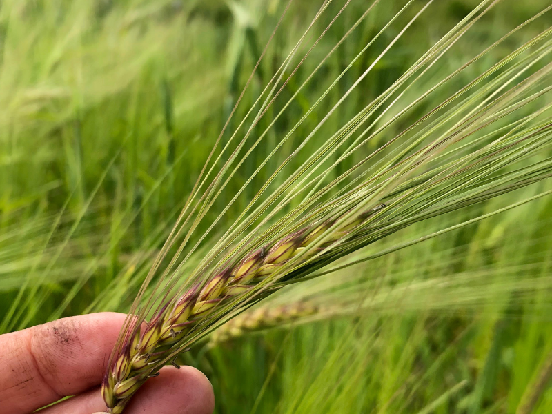 closeup of wheat growing