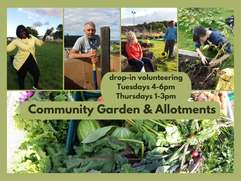A collage of images - four of people with garden tools and vegetables smiling and laughing in the allotments, and a closeup of a barrow of fresh veg. The text is repeated in the post.