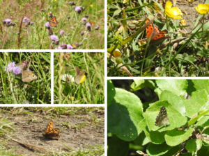 A collage of six butterflies