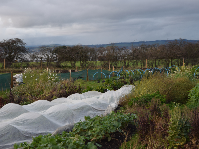Rows of veg beds in winter light, some covered with protective fleece. Beyond, a row of trees, which have mostly dropped their leaves, and views of the Firth of Forth and Fife.
