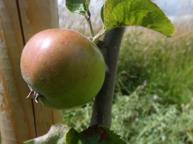 closeup of an apple on a young tree