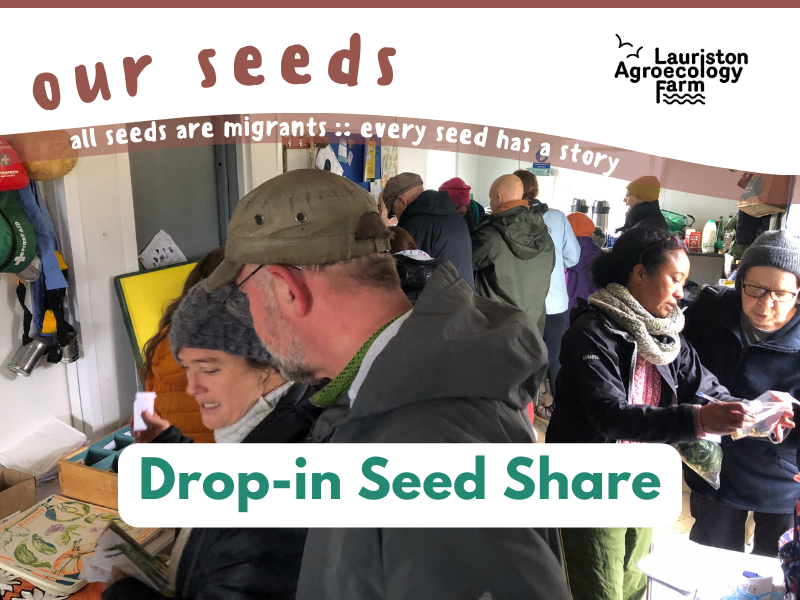 A photo of the inside of a portacabin busy with people in winter clothes all chatting and picking up seed packets from tables. The Seed Kist’s open yellow lid is just visible. The text reads: Our seeds - all seeds are migrants, every seed has a story. Drop-in Seed Share, and the Lauriston Agroecology Farm logo is top right.