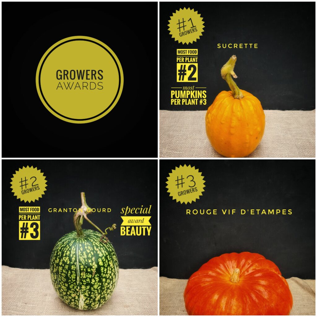 Photos of three pumpkins, two with orange skin and one green. Yellow text adds their award notes: Sucrette 1st place overall, 2nd for food per plant, & 3rd for most pumpkins per plant; Granton Gourd 2nd place overall, 3rd most food per plant & a special beauty award; Rouge Vif Detampes 3rd place