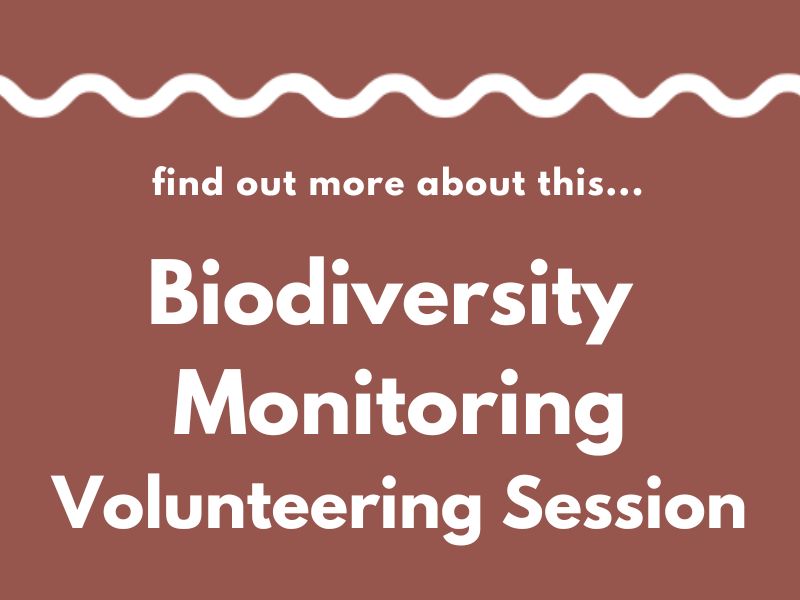 A white wavy line on a brown background above the words: Find out more about this... Biodiversity Monitoring Volunteering Session