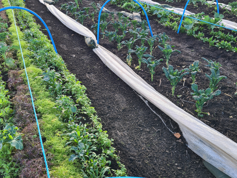 Market Garden beds with overwintering veg, the protective fleece pulled back fro the hoops