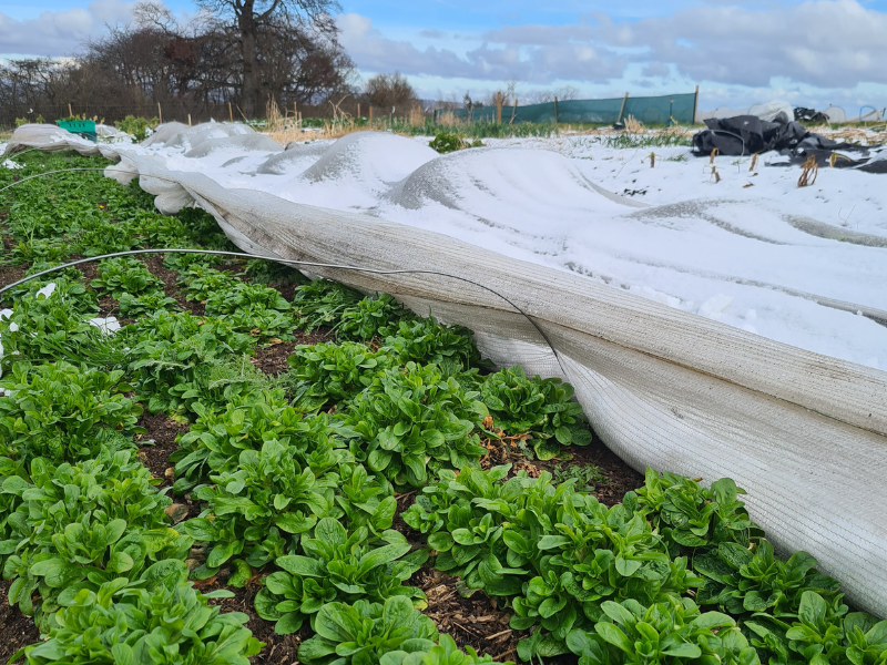 Some overwintering vegetables in a Market Garden bed, with fleece protection covered in a dusting of snow on the beds next to them, on a bright spring day with blue sky.