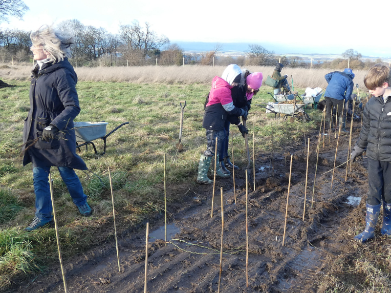 Warmly dressed volunteers of various ages planting a strip of young trees