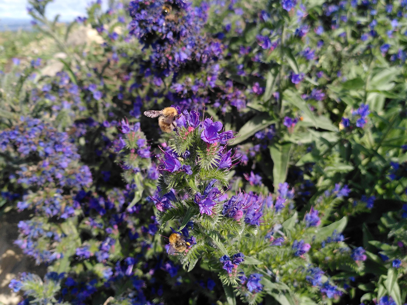 Closeup of bees on purple flowers