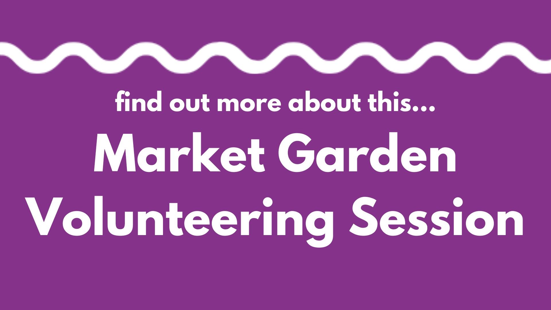 A white wavy line on a purple background above the words: Find out more about this... Market Garden Volunteering Session