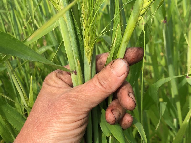 A photo of bright green barley stalks held in a brown hand.