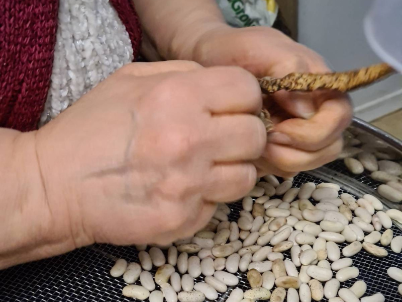Closeup of working hands taking seeds from a pod and spreading them onto a drying tray.