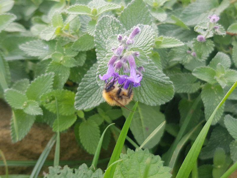 A closeup of a bee on a purple flower amongst herbaceous green