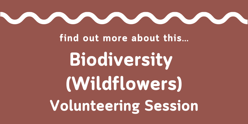 A white wavy line on a brown background above the words: Find out more about this... Biodiversity (Wildflowers) Volunteering Session