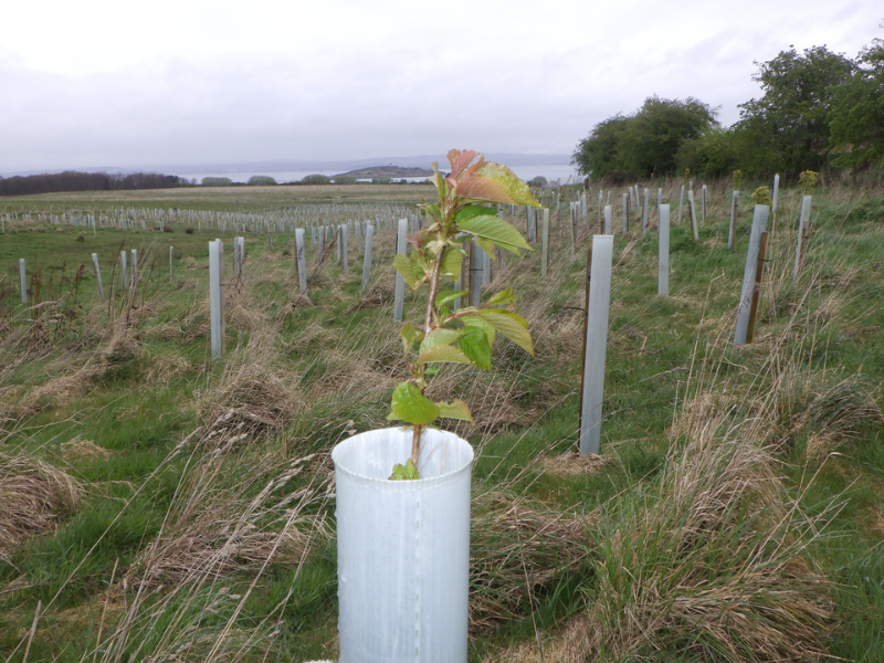 A young sapling grows out the top of a tree guard, with hundreds more in the grassy field behind it