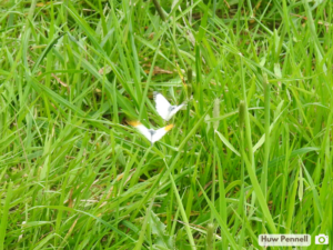 A photo of two butterflies flying low in long grass