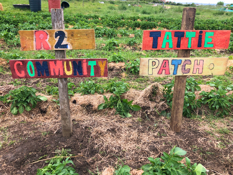 Handmade wooden signs in a potato bed read: R2 Community Tattie Patch
