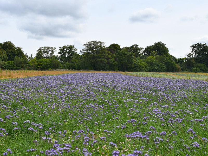 A field filled with purple flowering plants, with a tree line at the back