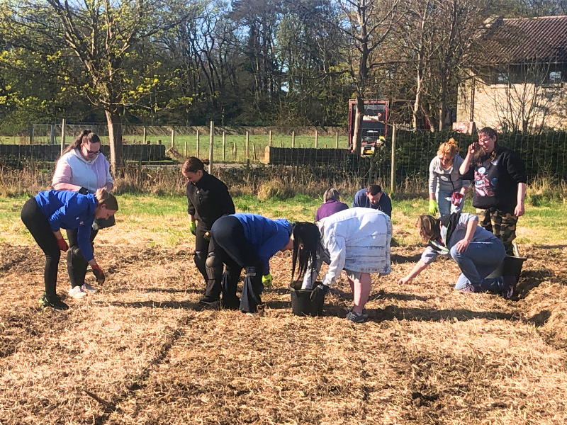 A group of people all working together to sow potatoes on newly prepared earth