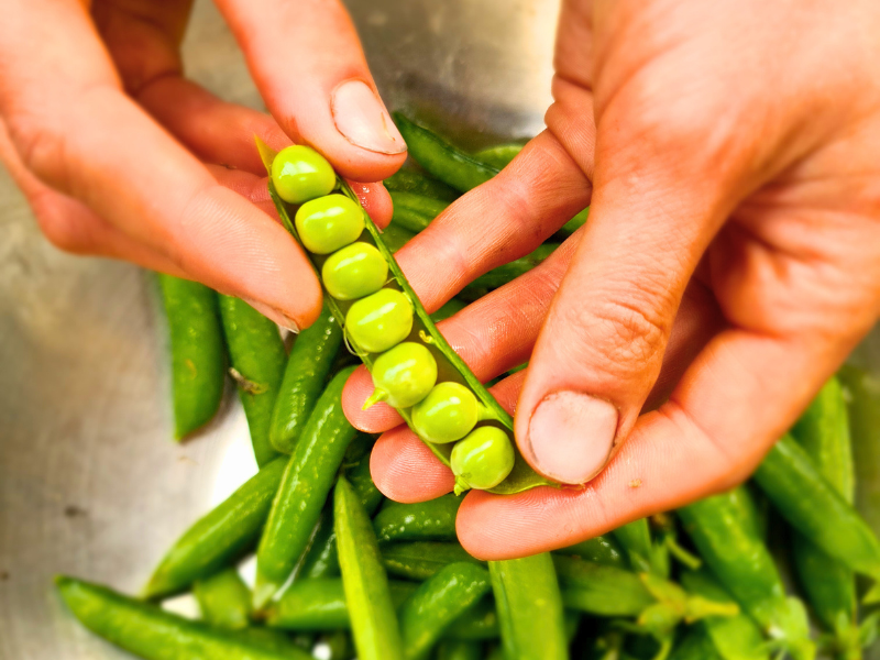 A closeup of hands holding an open pea pod with a line of bright green peas inside