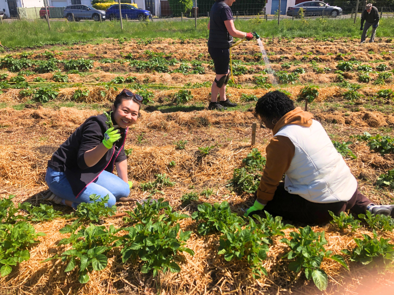 Two people kneel on the ground tending to the tattie patch