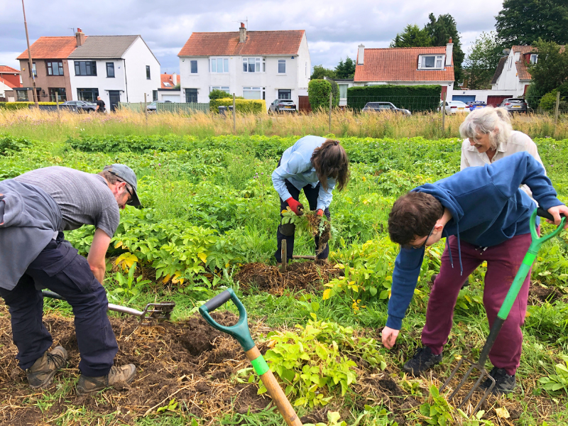 Four people work together to tend to the tattie patch