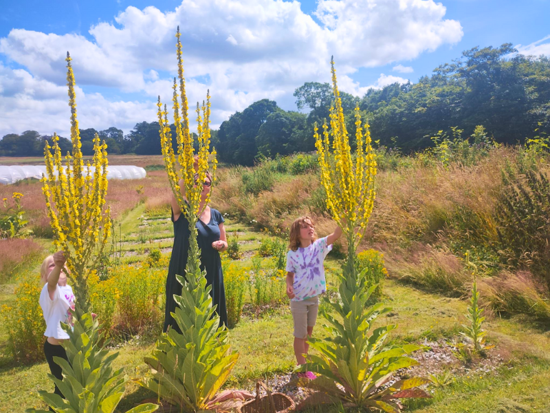 Two children and an adult standing among three incredibly tall muillein plants towering over all their heads