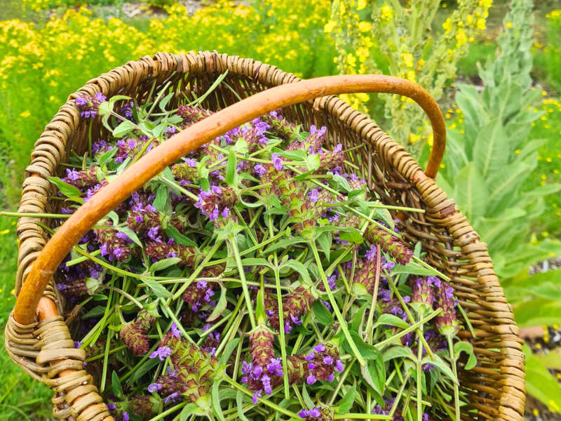 Woven basket full of cut flowers and tops of self heal plants