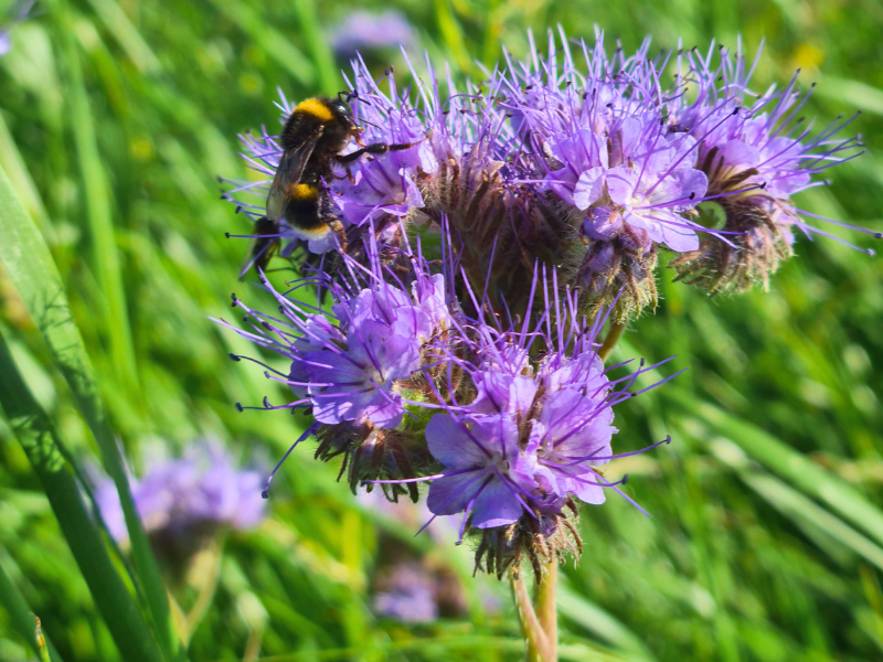 Closeup of a bee on purple flowering phacelia