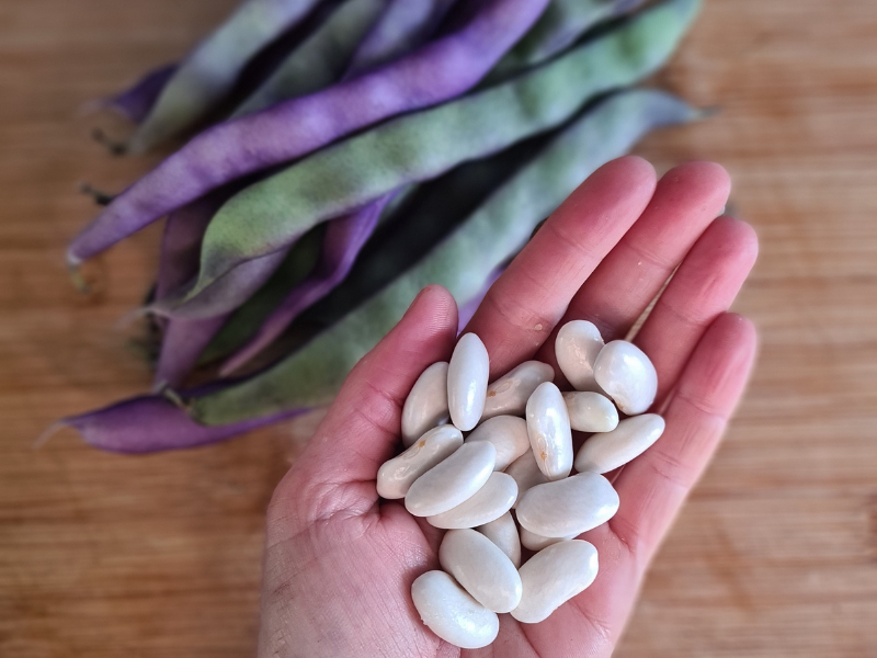 A photo of a hand holding up white beans, with the purple and green pods lying on a table