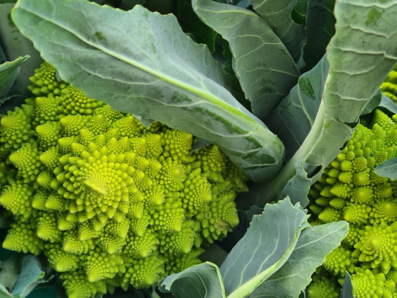 Closeup photo of two Romanesco broccoli (also known as broccolo romanesco, romanesque cauliflower, or simply romanesco) 