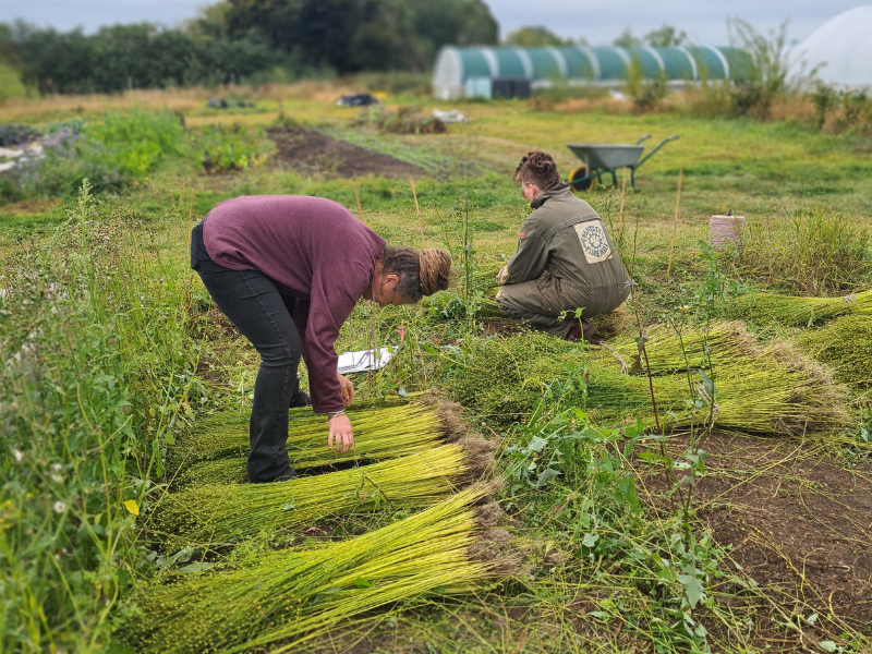 Photo of two people bundling freshly harvested flax in the market garden