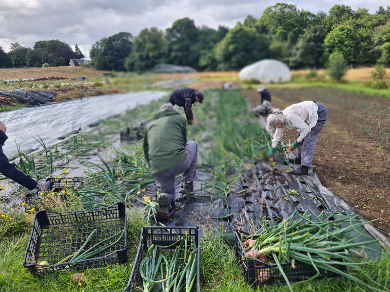 A photo of four people bending over a bed of garlic, with piles of garlic in crates around them, one more person's arm and hand reaches towards a crate from off the left hand side
