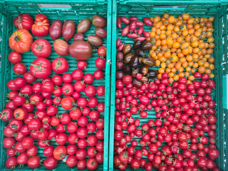 Photo of crates with at least six varieties of tomatoes in shades of red and yellow all sorted ready for boxing
