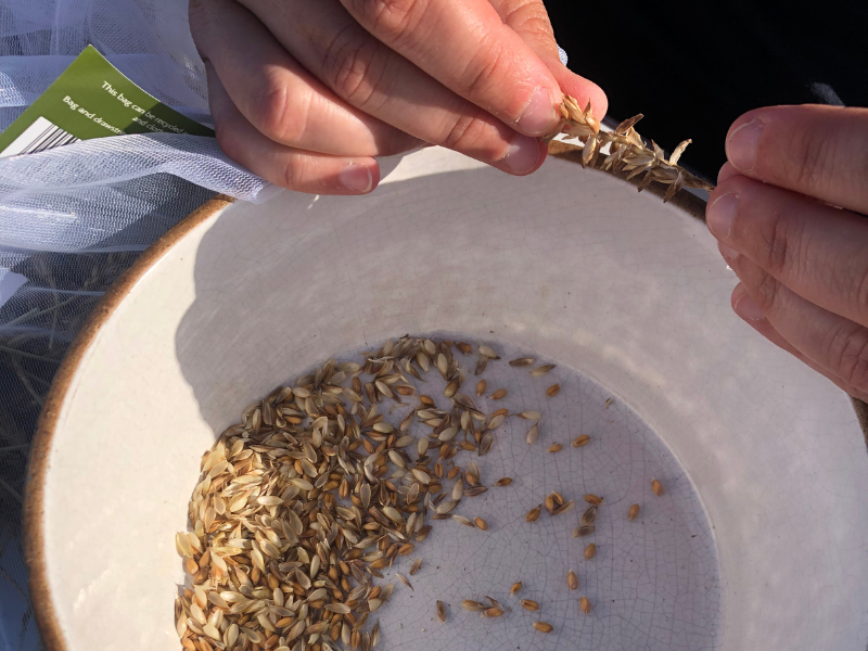 Closeup photo of hands taking grains off a wheat ear and dropping them into a ceramic bowl