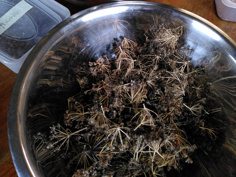 Closeup photo of large seed heads in a silver bowl