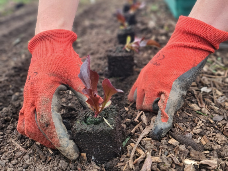 Gloved hands planting seedling in veg bed