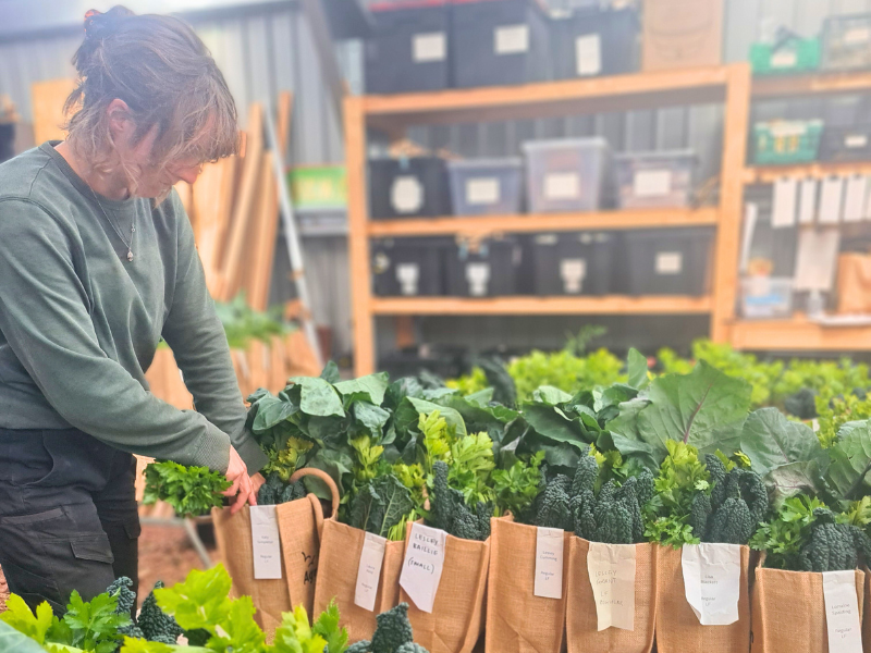 A farmer packing a row of hessian veg bags, with bright green leafy veg poking out the top