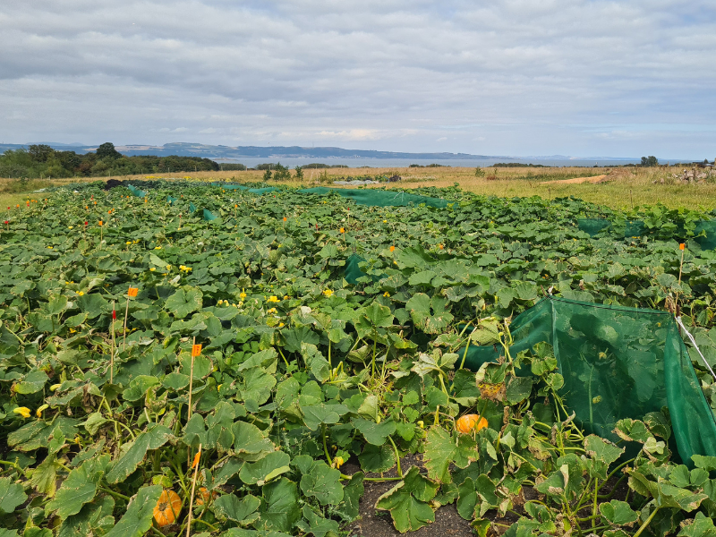 Pumpkins in market garden bed