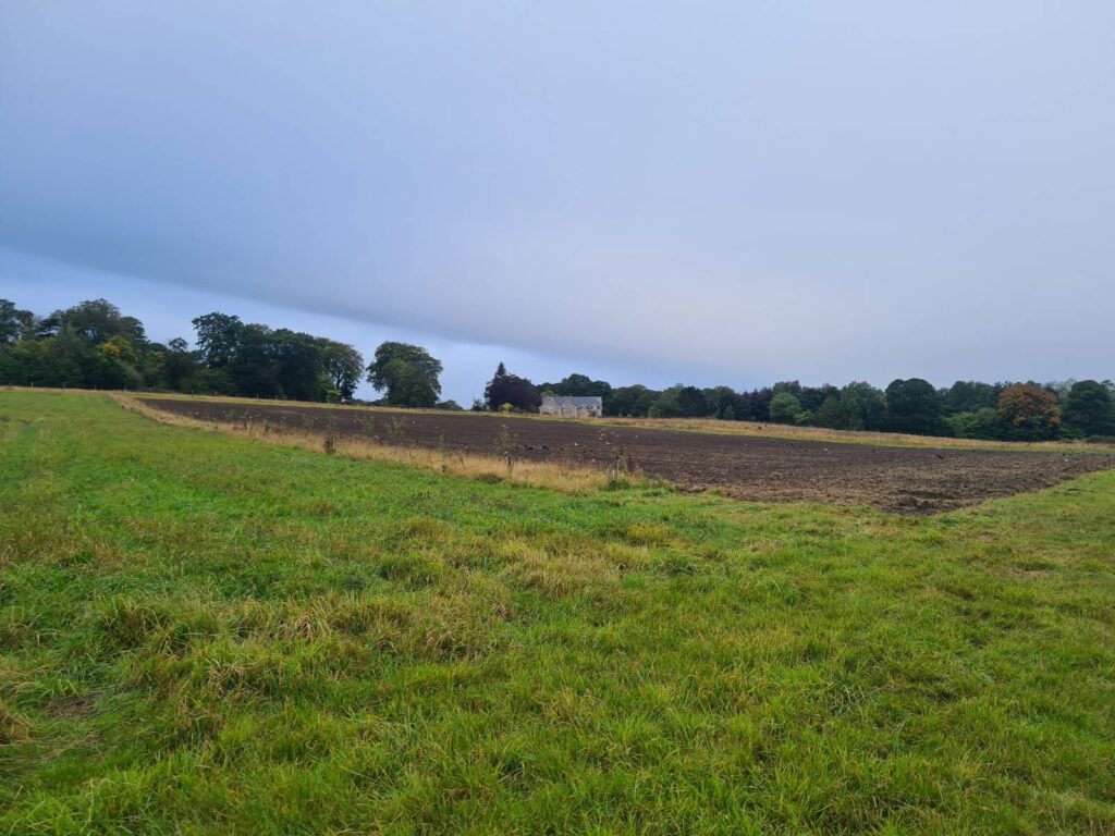 Newly ploughed and sown field, in a wider field of grass, with line of alley trees just visible