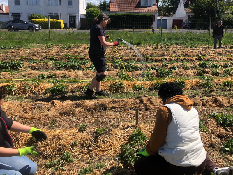Four people spread out across the tattie patch, closeup two on the ground are weeding, and one is watering