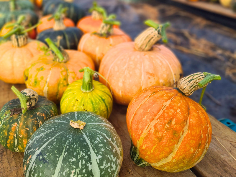 Multi colour pumpkins harvested and sitting in rows