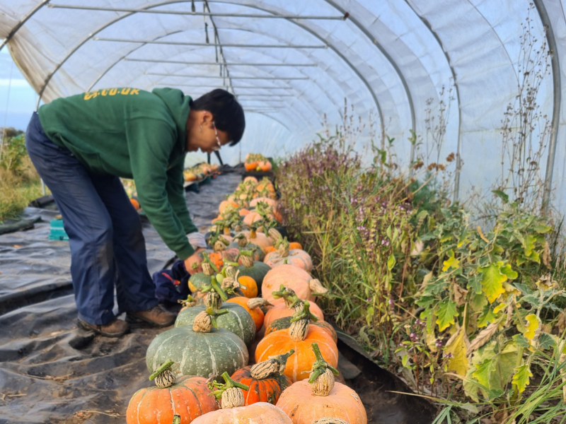 A farmer bends down over a long row of multi coloured pumpkins, reaching to pick one out