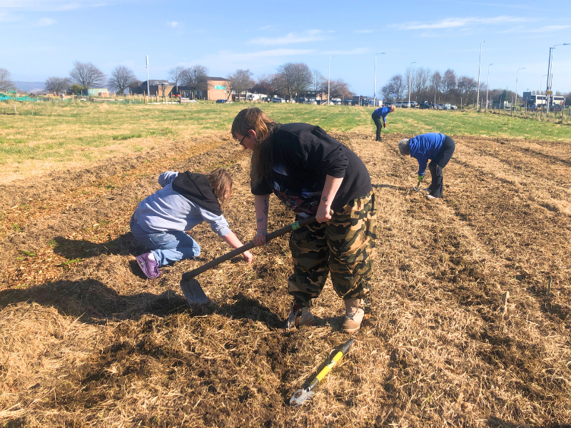 Three folk work with hand tools to prepare a large patch for planting potatoes