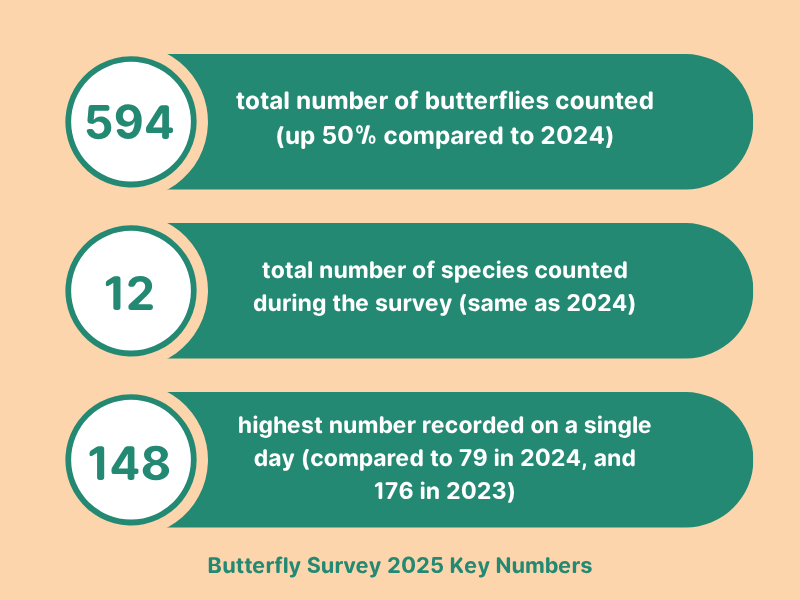 Key Numbers for 2025 survey 594 = Total number of Butterflies counted (up 50% compared to last year) 12 = Total number of species counted during the survey ( same as last year) 148 = Highest number of recordings on a single day (compared to 79 in 2024 and 176 in 2023)