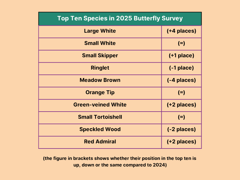 Large White (+4 places) Small White (=) Small Skipper (+1 place) Ringlet (-1 place) Meadow Brown (-4 places) Orange Tip (=) Green-veined White (+2 places) Small Tortoiseshell (=) Speckled Wood (-2) Red Admiral (+2 places) (compared to 2024 numbers)