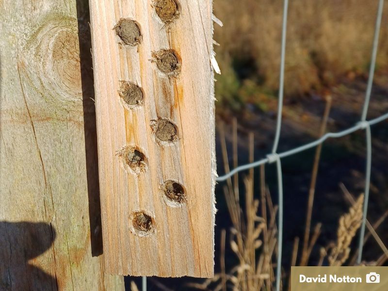 A wooden block with numerous plugged holes fixed to an upright. Signs of mining bees in some of the holes