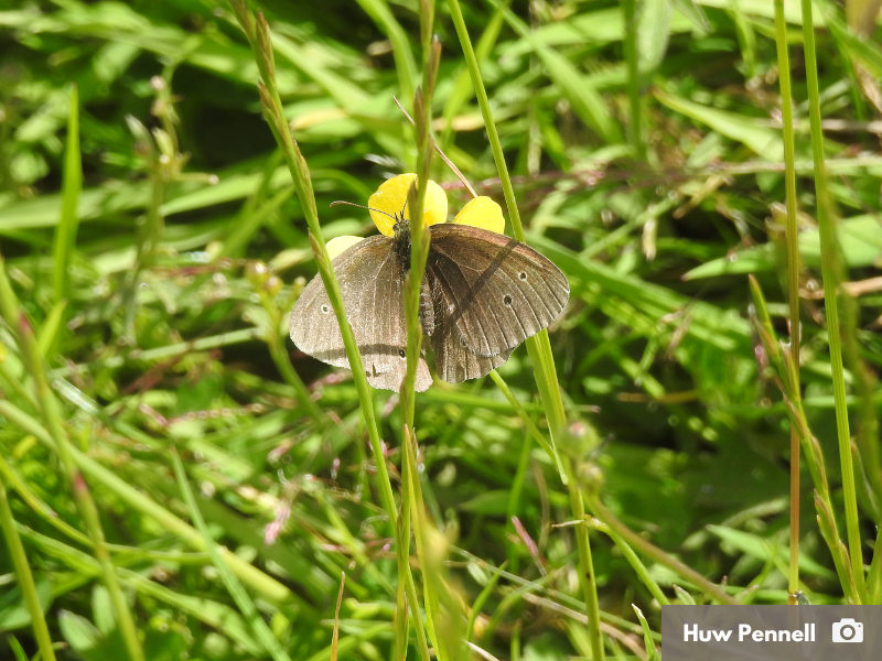 A photo of a dark brown butterfly with small circles on the wings, amongst grass and yellow wildflowers